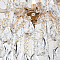 Люстра MODELUX premium ML.7003.25P
